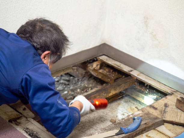 Best Mold Damage Repair  in Grand Ledge, MI