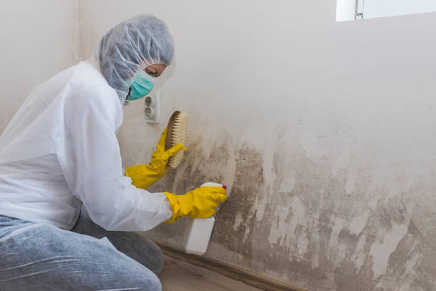 Best Local Mold Removal Service  in Grand Ledge, MI