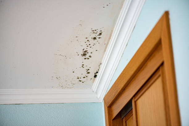 Best Black Mold Removal  in Grand Ledge, MI
