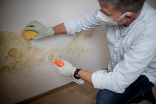 Best Affordable Mold Removal  in Grand Ledge, MI