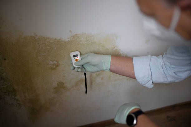 Best Emergency Mold Removal  in Grand Ledge, MI