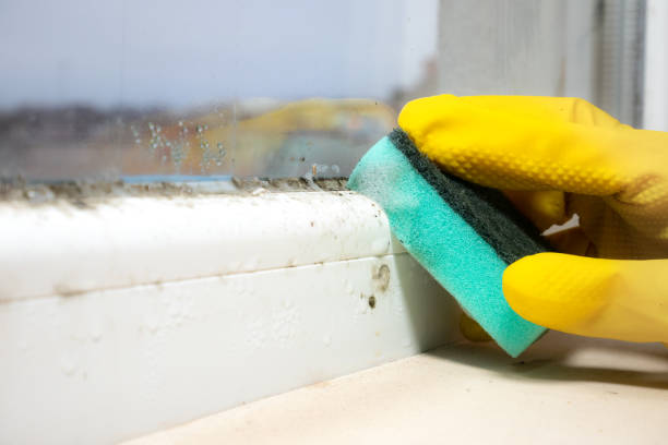 Best Office Mold Removal Services  in Grand Ledge, MI