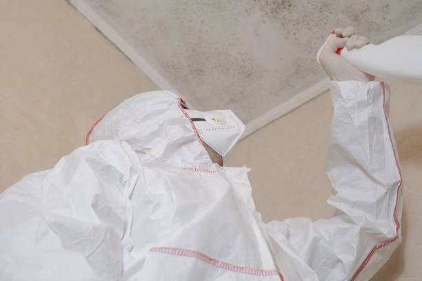 Professional Mold Removal in Grand Ledge, MI