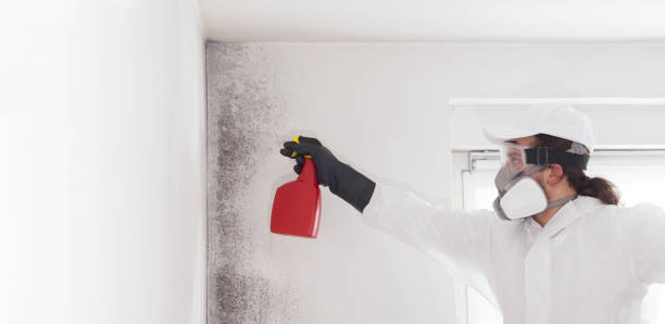 Professional Mold Removal in Grand Ledge, MI