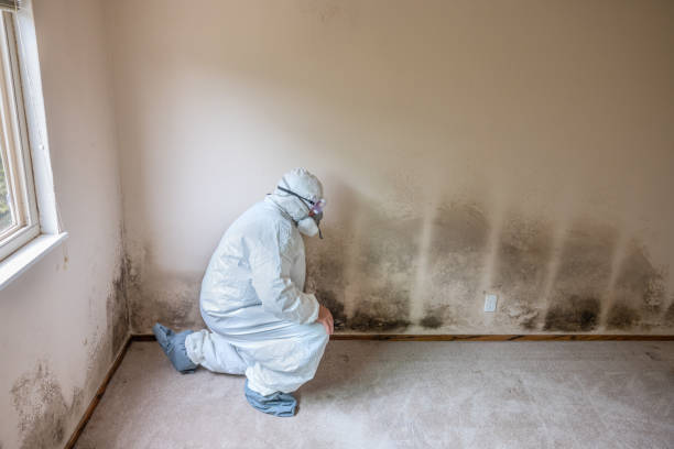 Best Certified Mold Removal  in Grand Ledge, MI