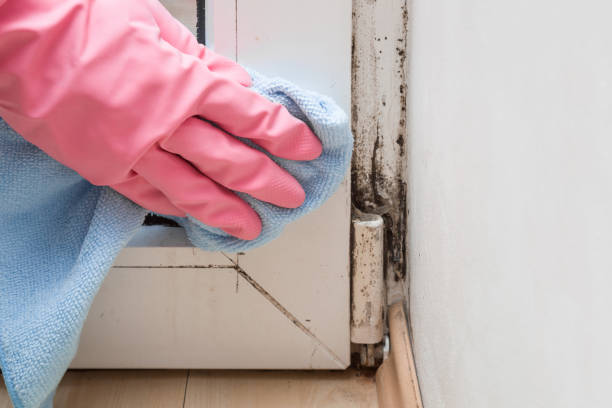 Best Mold Damage Repair  in Grand Ledge, MI